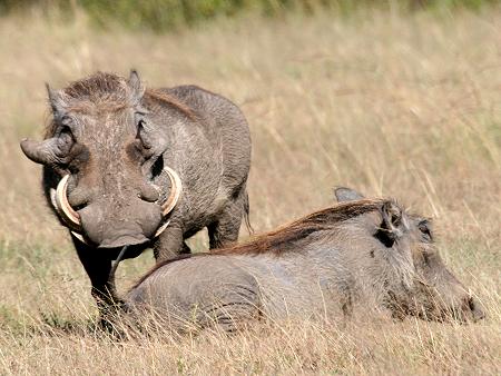 Warzenschweine - Masai Mara