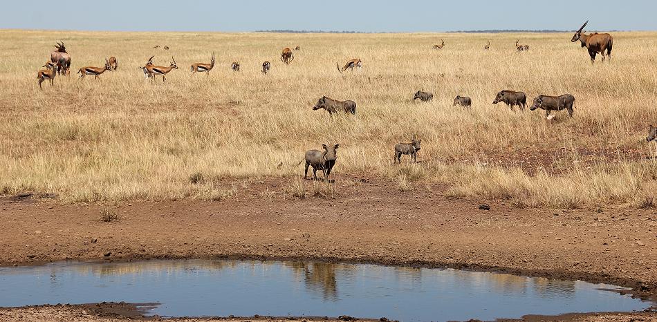 Wildlife am Wasserloch - Masai Mara