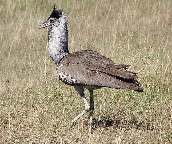 Wildlife am Wasserloch - Masai Mara