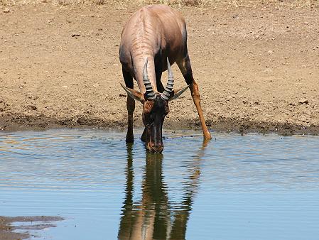 Wildlife am Wasserloch - Masai Mara