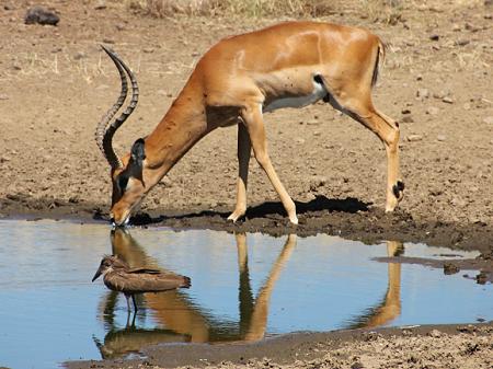 Wildlife am Wasserloch - Masai Mara