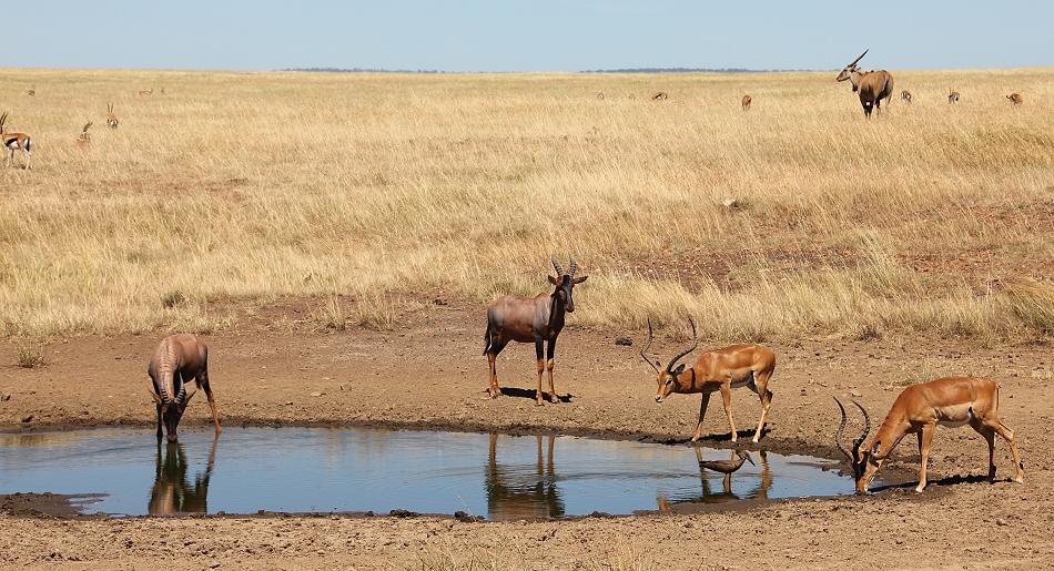 Wildlife am Wasserloch - Masai Mara
