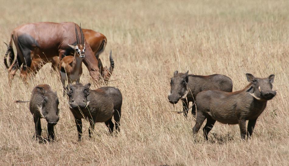 Wildlife am Wasserloch - Masai Mara