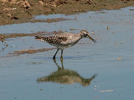 Wildlife am Wasserloch - Masai Mara