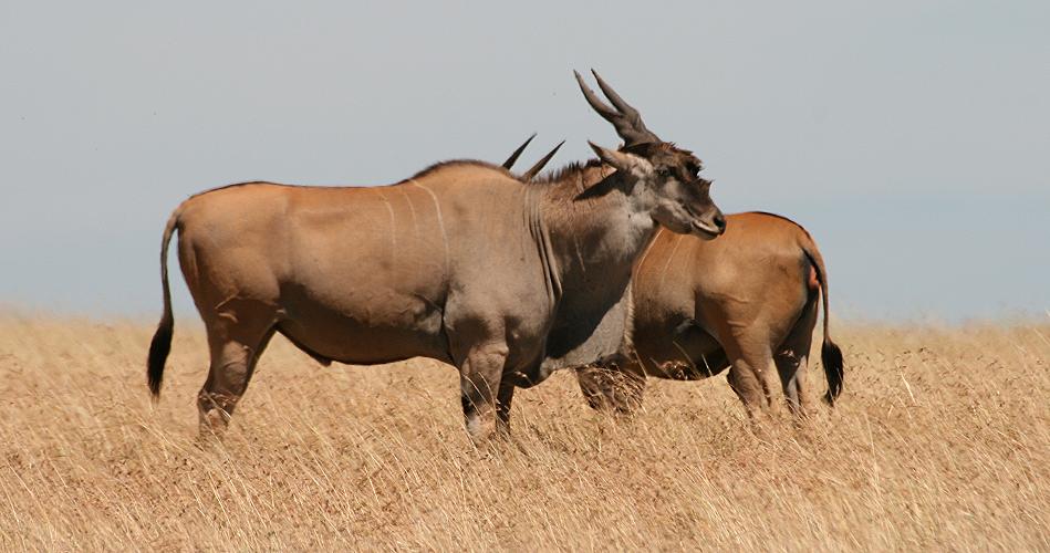 Wildlife am Wasserloch - Masai Mara
