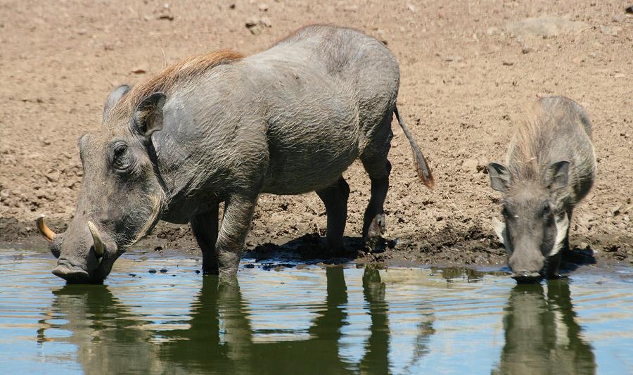 Wildlife am Wasserloch - Masai Mara