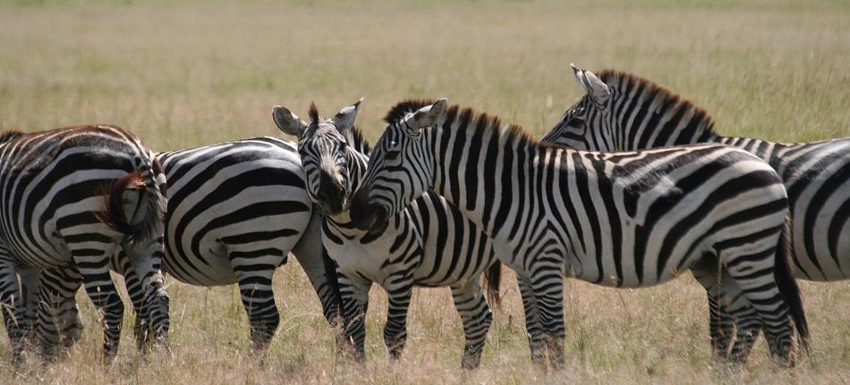 Zebras - Masai Mara