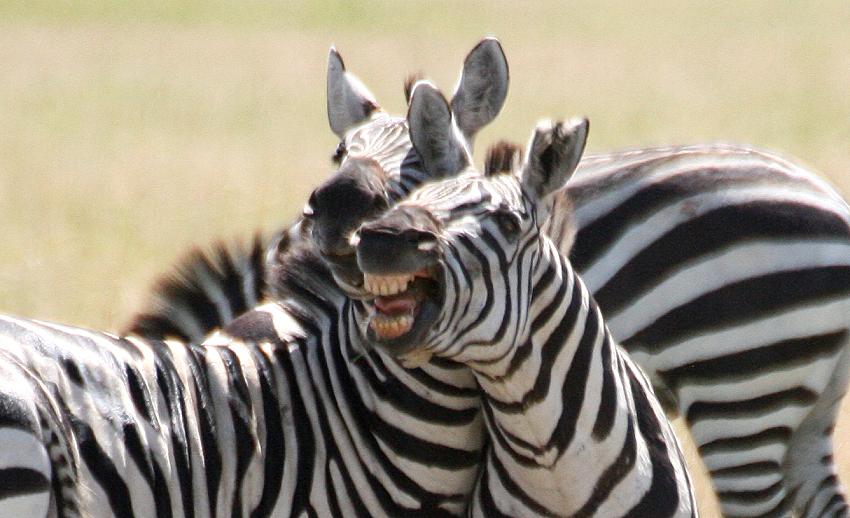 Zebras - Masai Mara