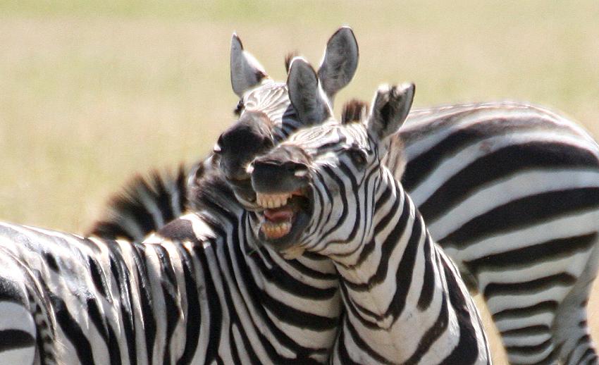 Zebras - Masai Mara