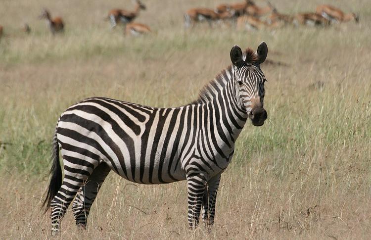 Zebras - Masai Mara