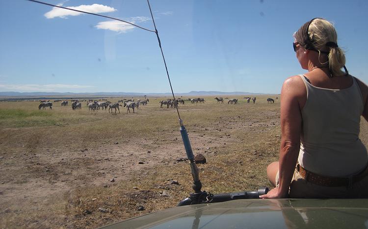 Zebras - Masai Mara