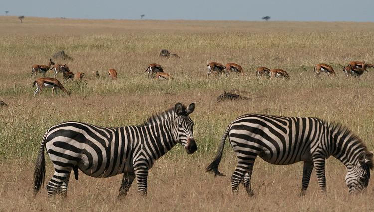 Zebras - Masai Mara