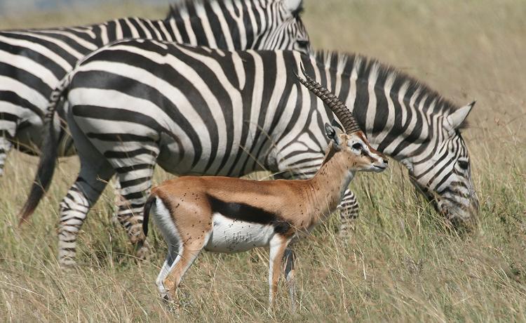 Zebras - Masai Mara