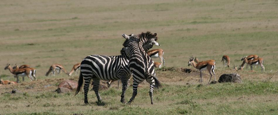 Zebras - Masai Mara