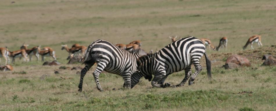 Zebras - Masai Mara