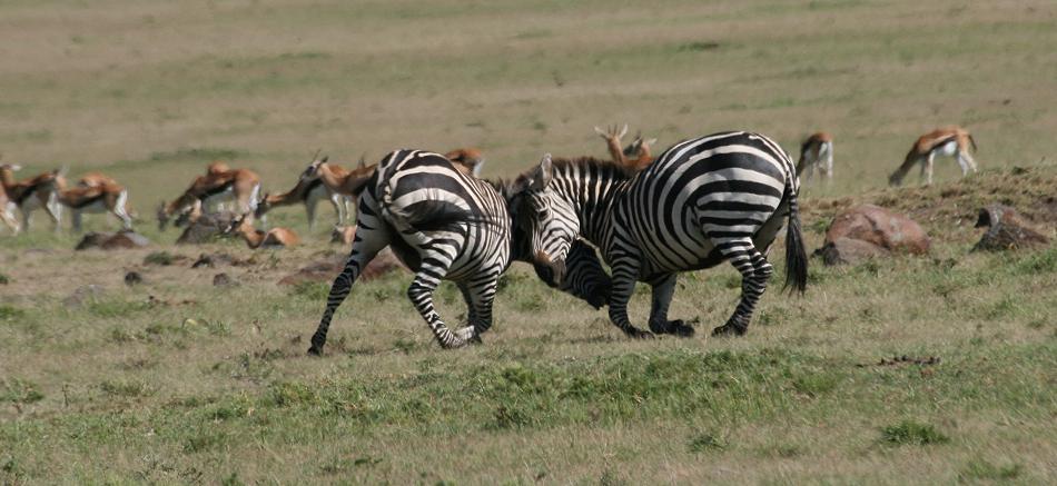 Zebras - Masai Mara