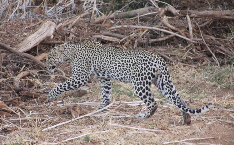 Samburu, Leopard