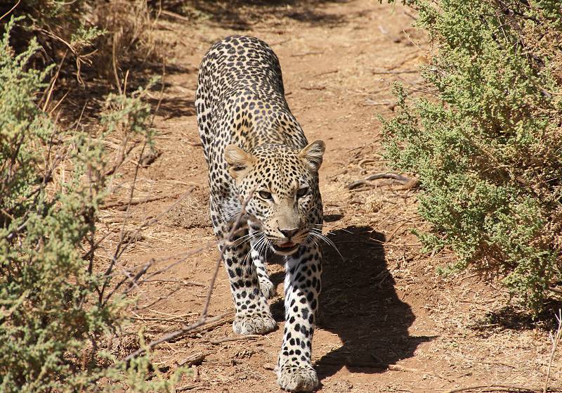 Samburu, Geparden