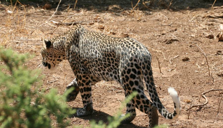 Samburu, Geparden