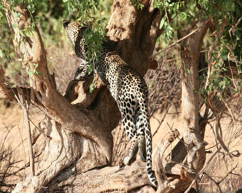 Samburu, Geparden