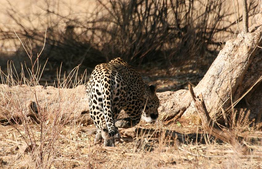 Samburu, Geparden