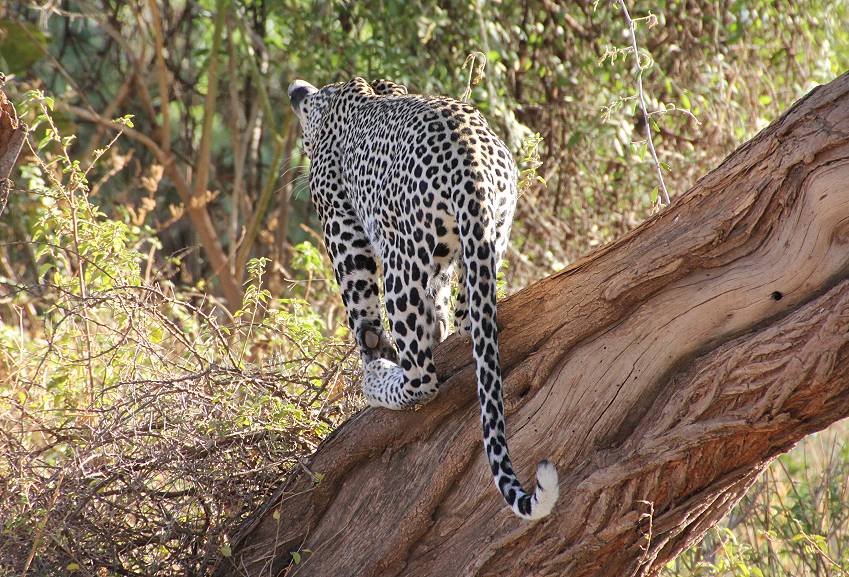 Samburu, Geparden