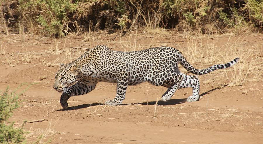 Samburu, Geparden