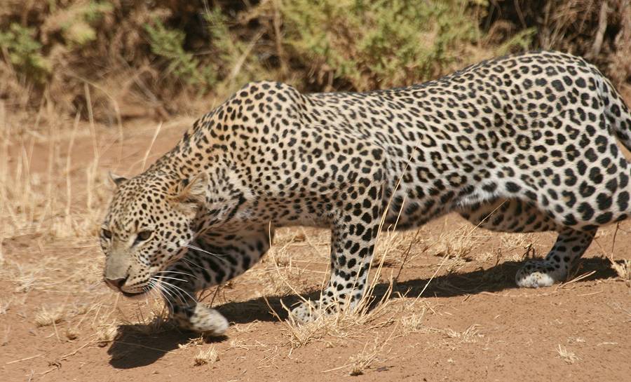 Samburu, Geparden