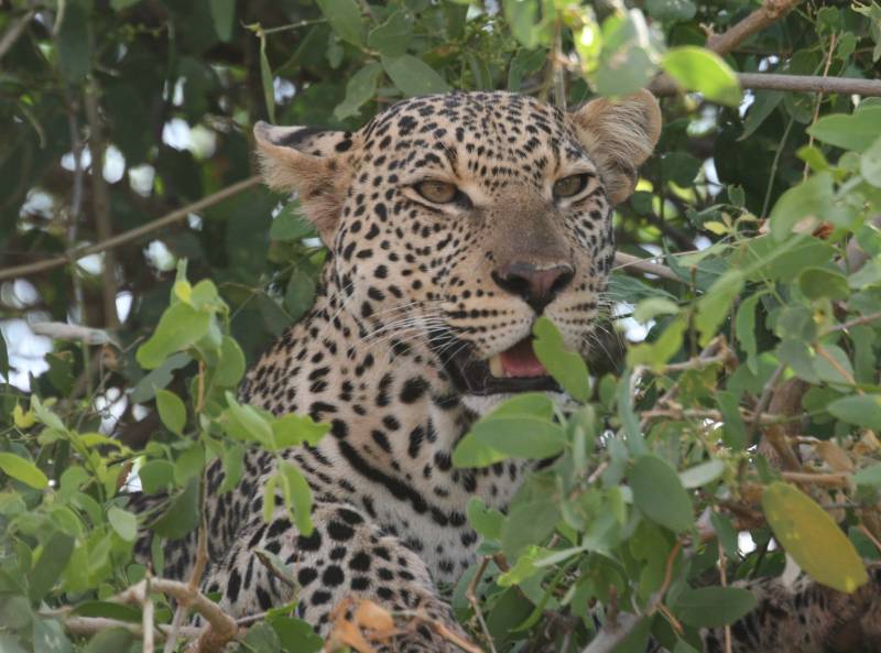 Samburu, Leopard