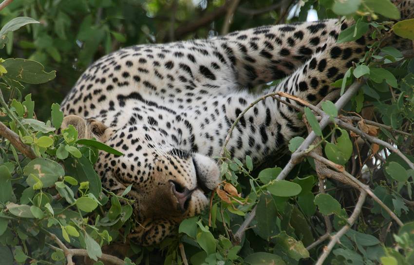 Samburu, Leopard