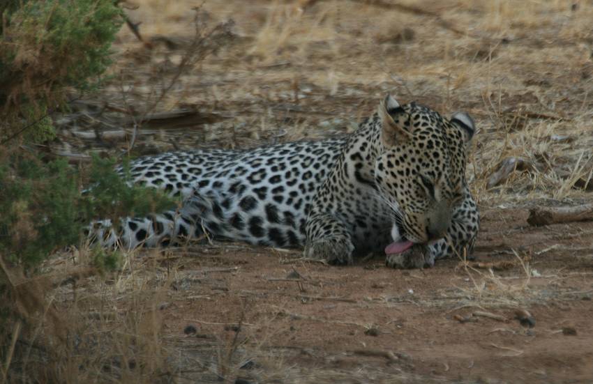 Samburu, Leopard