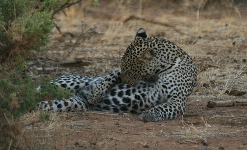 Samburu, Leopard