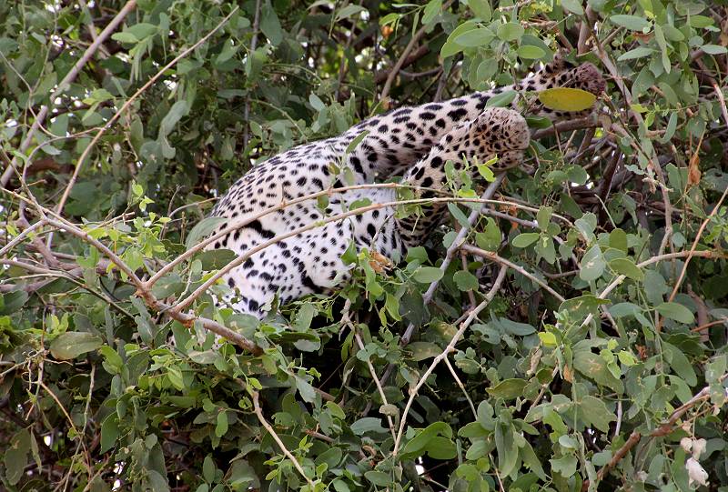 Samburu, Leopard