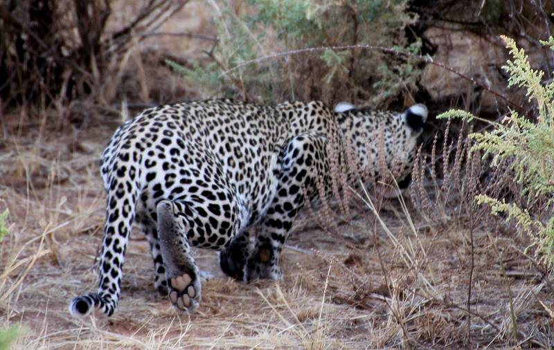 Samburu, Leopard