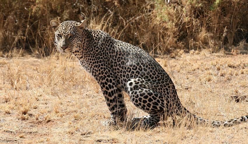 Samburu, Geparden