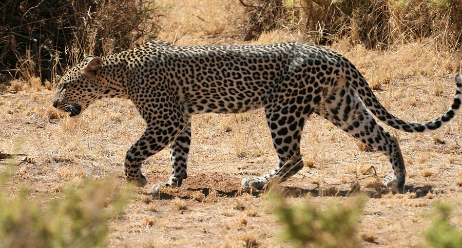 Samburu, Geparden