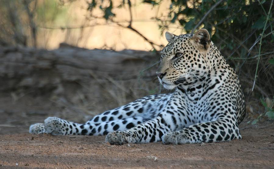 Samburu, Geparden