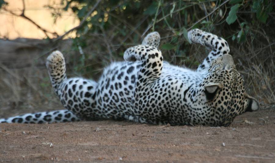 Samburu, Geparden