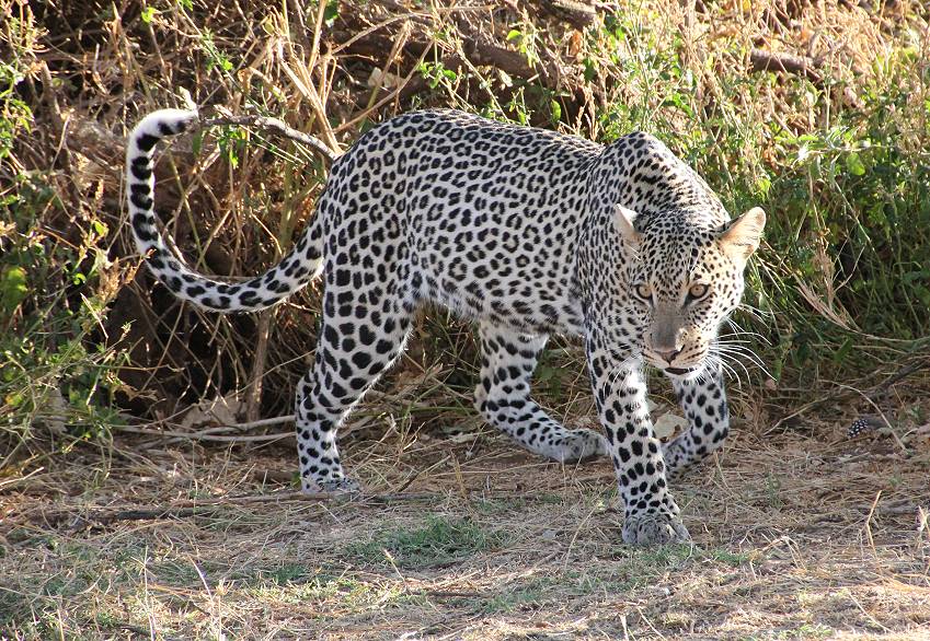 Samburu, Geparden