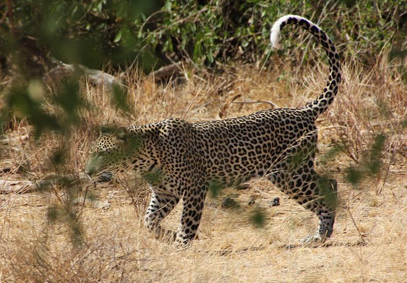 Samburu, Geparden