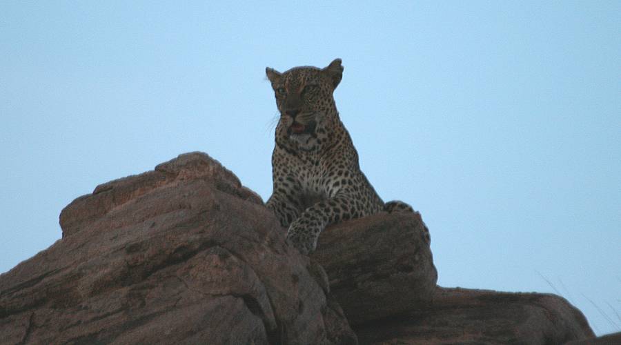 Samburu, Leopard