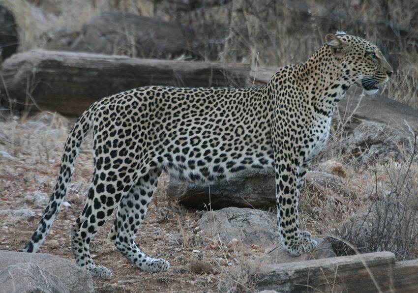 Samburu, Leopard