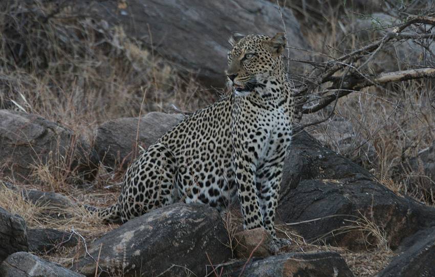 Samburu, Leopard