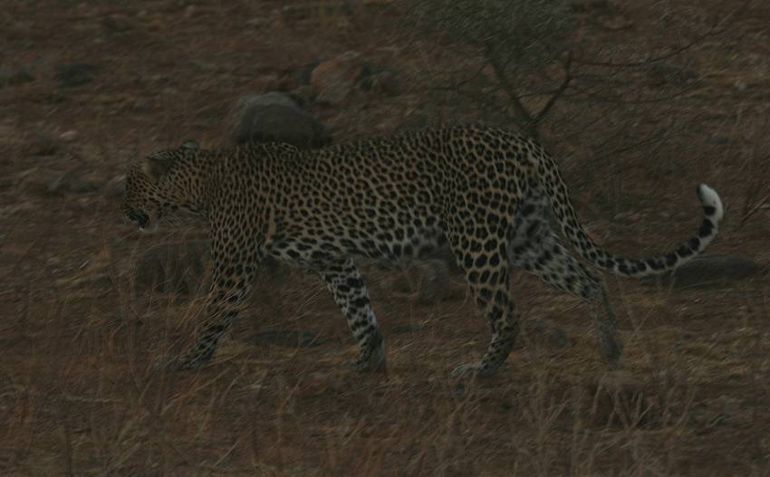 Samburu, Leopard