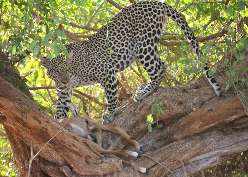 Samburu, Leopard