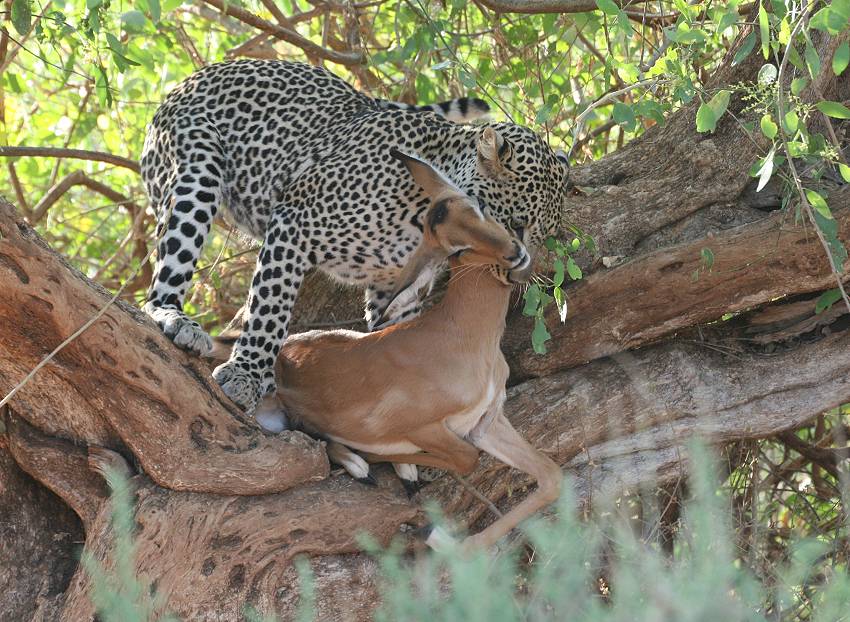 Samburu, Leopard