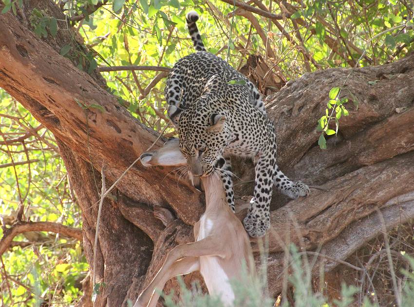 Samburu, Leopard