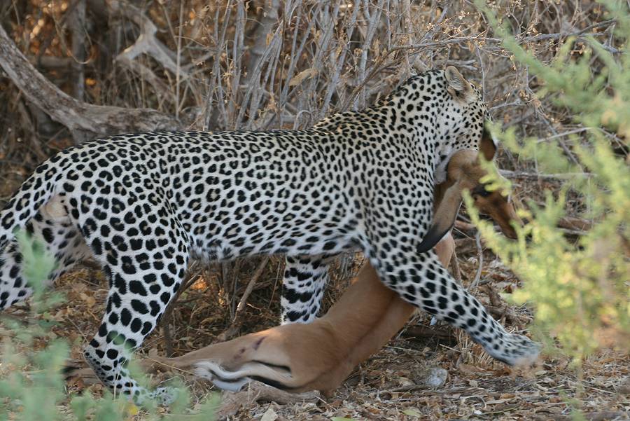 Samburu, Leopard