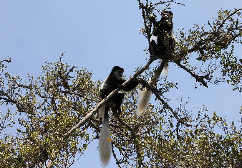 Trout Tree Restaurant - Kenya