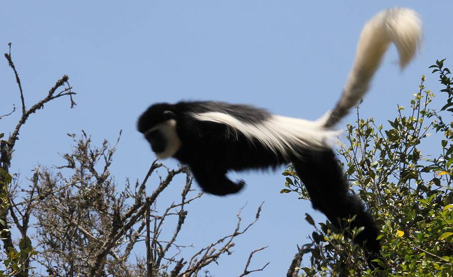 Trout Tree Restaurant - Kenya